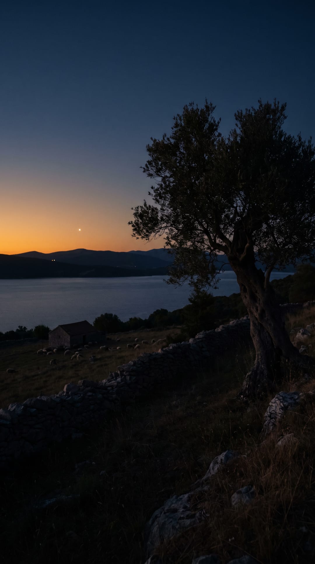 One bright star over the hills above the lake at dusk, an old olive tree dark against the sky.
